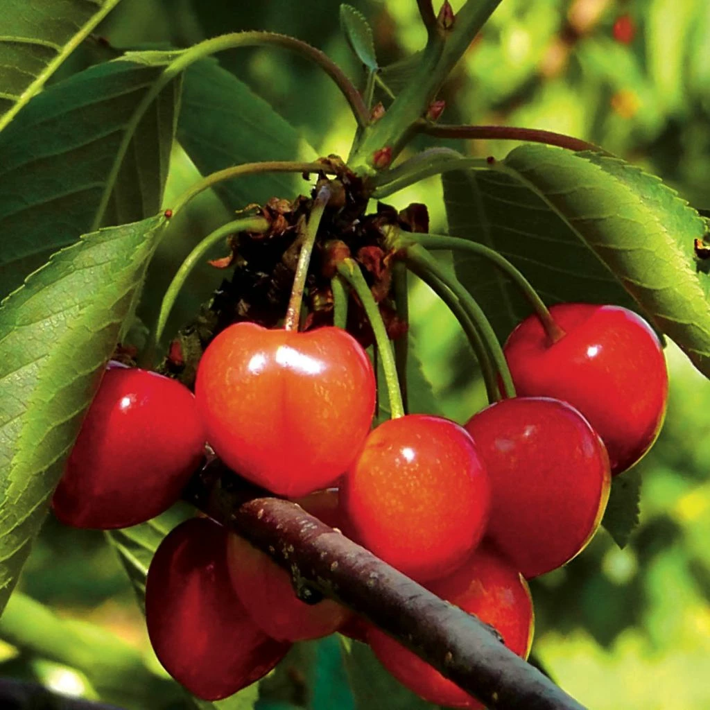 Cerisier Bigarreau Napoléon 3 Cerisier Bigarreau Napoléon