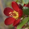 Cognassier Du Japon Hot Fire - Chaenomeles Speciosa -Promesse Fleurs Boutique chaenomeles speciosa hot fire 7817 1