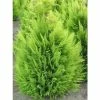 Chamaecyparis Lawsoniana Alumigold - Cyprès De Lawson -Promesse Fleurs Boutique chamaecyparis lawsoniana alumigold 1004442 1