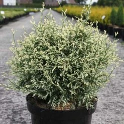Chamaecyparis Lawsoniana Pearly Swirls - Cyprès De Lawson