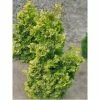 Chamaecyparis Obtusa Rashahiba - Faux Cyprès Hinoki Du Japon 1 Chamaecyparis Obtusa Rashahiba - Faux Cyprès Hinoki Du Japon -Promesse Fleurs Boutique chamaecyparis obtusa rashahiba 1002462 1