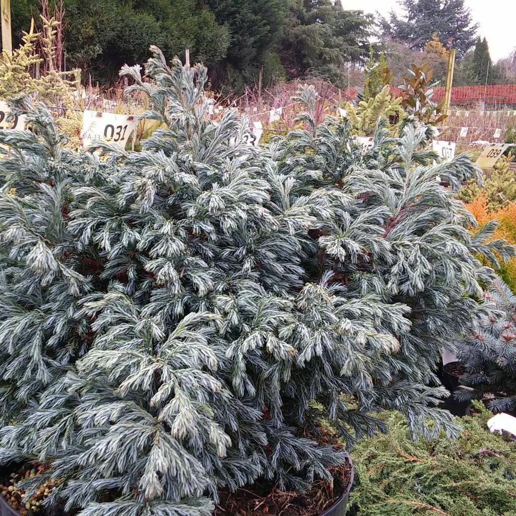 Chamaecyparis Pisifera Boulevard - Cyprès Sawara 3 Chamaecyparis Pisifera Boulevard - Cyprès Sawara