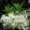 Chionanthus Virginicus - Arbre De Neige -Promesse Fleurs Boutique chionanthus virginicus 79782 2