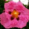 Cistus Purpureus - Ciste Pourpre -Promesse Fleurs Boutique cistus purpureus 7526 1