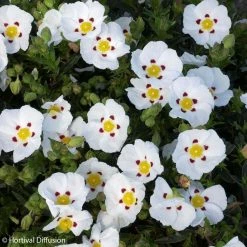 Ciste Du Portugal - Cistus X Lusitanicus Decumbens