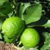 Grand Citron Vert - Citrus Latifolia -Promesse Fleurs Boutique citrus latifolia 16217 1