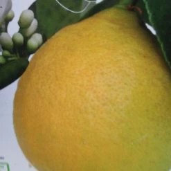 Citronnier - Citrus Limon Adamo