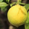 Citronnier - Citrus Limon Cerza -Promesse Fleurs Boutique citrus limon cerza