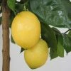 Citronnier - Citrus Limon Lemox 1 Citronnier - Citrus Limon Lemox -Promesse Fleurs Boutique citrus limon lemox 87039 1
