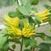 Main De Bouddha - Citrus Medica Var. Sarcodactylis -Promesse Fleurs Boutique citrus medica var. sarcodactylis 83370 5