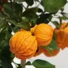 Oranger Corrugata - Citrus Sinensis X Aurantium 2 Oranger Corrugata - Citrus Sinensis X Aurantium -Promesse Fleurs Boutique citrus sinensis x aurantium 87044 4