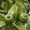 Citron Vert - Citrus Aurantifolia Mexicana -Promesse Fleurs Boutique citrus aurantiifolia