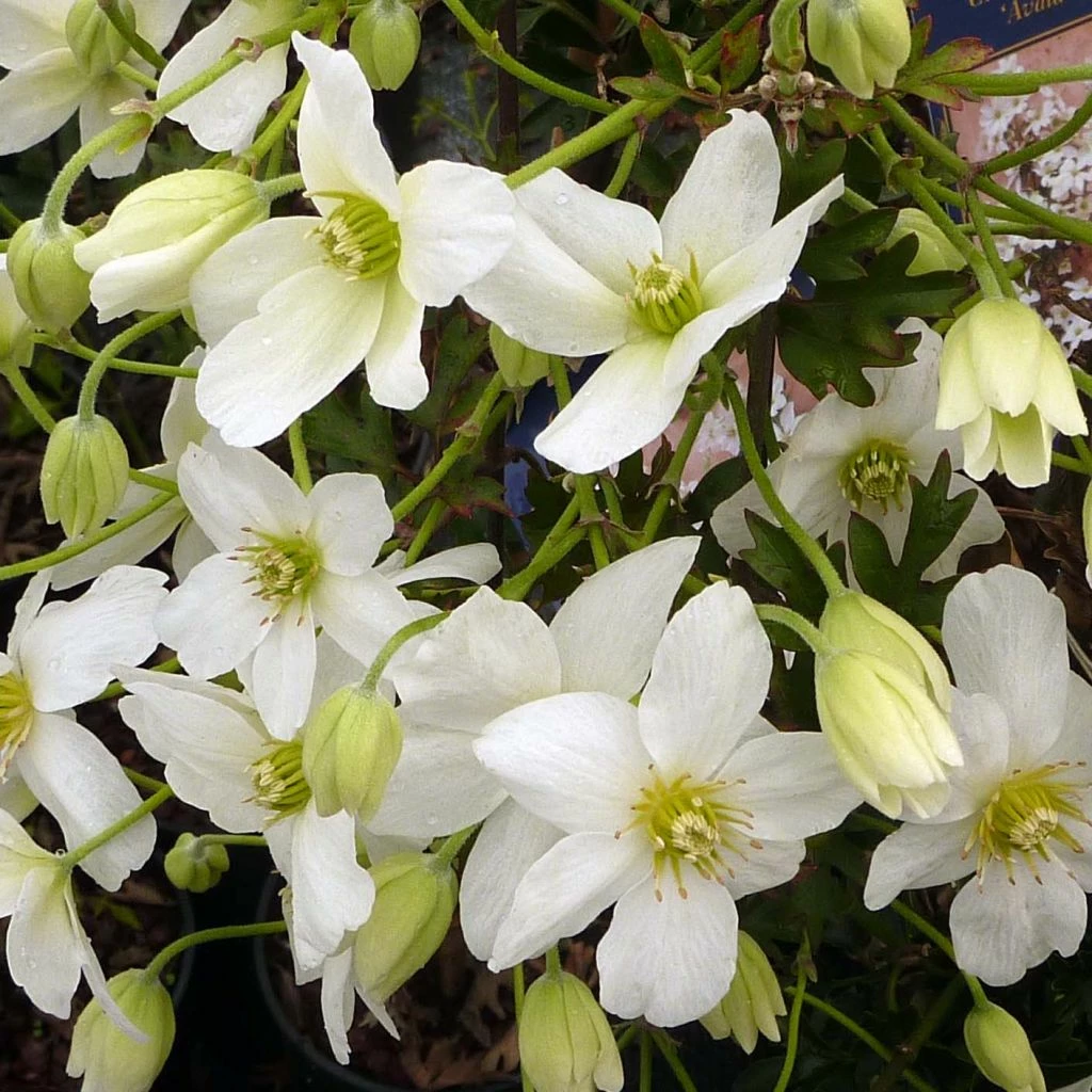 Clématite - Clematis Avalanche® 3 Clématite - Clematis Avalanche®