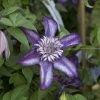 Clématite - Clematis Cassis -Promesse Fleurs Boutique clematis cassis 681390 2