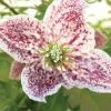 Clématite - Clematis Cirrhosa Freckles -Promesse Fleurs Boutique clematis cirrhosa freckles 771570 1