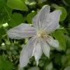 Clématite - Clematis Jackmanii Alba 1 Clématite - Clematis Jackmanii Alba -Promesse Fleurs Boutique clematis jackmanii alba 81380 1