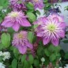 Clématite - Clematis Kaiser -Promesse Fleurs Boutique clematis kaiser 82789 1