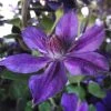 Clématite - Clematis Mon Amour -Promesse Fleurs Boutique clematis mon amour 85760 1