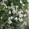 Clématite - Clematis Viticella Maria Cornelia -Promesse Fleurs Boutique clematis viticella maria cornelia 889360 1