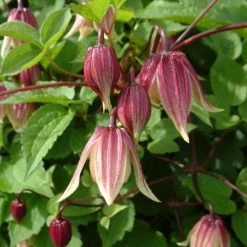 Clématite - Clematis I Am Red Robin