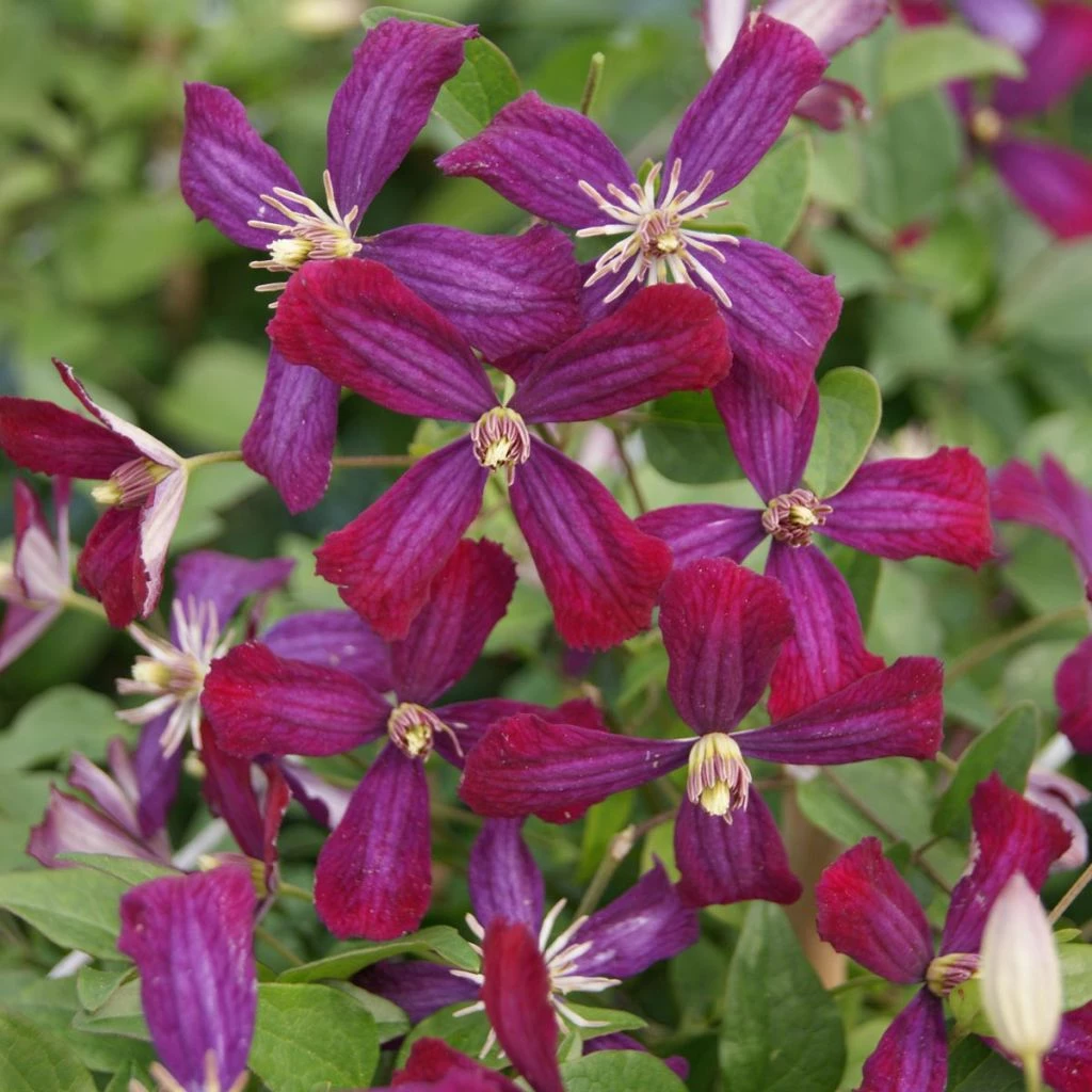 Clématite - Clematis Flammula Sweet Summer Love 3 Clématite - Clematis Flammula Sweet Summer Love
