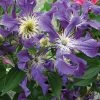 Clématite - Clematis Blue Pirouette -Promesse Fleurs Boutique clematite blue pirouette 67807 1