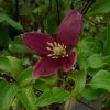 Clématite - Clematis Cirrhosa Lansdowne Gem -Promesse Fleurs Boutique clematite cirrhosa lansdown gem 681367 1