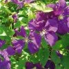 Clématite - Clematis Viticella Etoile Violette -Promesse Fleurs Boutique clematite etoile violette 681362 1