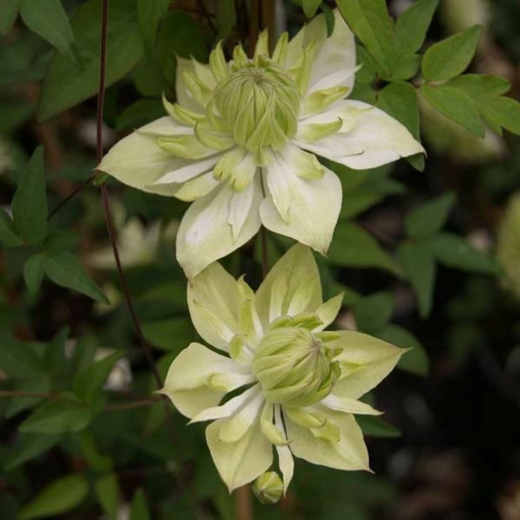 Clématite - Clematis Florida Alba Plena 3 Clématite - Clematis Florida Alba Plena
