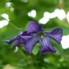 Clématite Italienne - Clematis Viticella 2 Clématite Italienne - Clematis Viticella -Promesse Fleurs Boutique clematite italienne clematis viticella V 17044 1