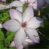 Clématite - Clematis Omoshiro -Promesse Fleurs Boutique clematite osmoshiro 681354 1