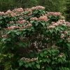 Arbre De La Chance - Clerodendrum Trichotomum, Clérodendron -Promesse Fleurs Boutique clerodendrum trichotomum clerodendron 9559 1 1