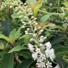 Clethra Barbinervis Great Star -Promesse Fleurs Boutique clethra barbinervis great star 15384 1
