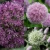 Collection 10 Alliums -Promesse Fleurs Boutique collection 10 alliums 51530 1