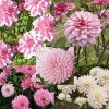Collection 10 Dahlias Assortis Roses -Promesse Fleurs Boutique collection 10 dahlias roses 31447 1
