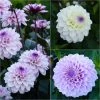Collection 3 Dahlias Seniors 2 Collection 3 Dahlias Seniors -Promesse Fleurs Boutique collection 3 dahlias seniors 86088 1