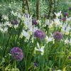 Collection Allium & Iris De Hollande 2 Collection Allium & Iris De Hollande -Promesse Fleurs Boutique collection allium iris de hollande 15274 1
