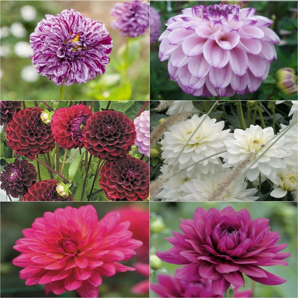Collection Brassée De Dahlias Intenses - 6 Variétés 3 Collection Brassée De Dahlias Intenses - 6 Variétés