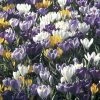 Collection 100 Crocus Grandes Fleurs Mammouth 1 Collection 100 Crocus Grandes Fleurs Mammouth -Promesse Fleurs Boutique collection crocus grandes fleurs 53971 1