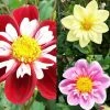 Collection Dahlias Collerette 2 Collection Dahlias Collerette -Promesse Fleurs Boutique collection dahlia colerettes 31450 1