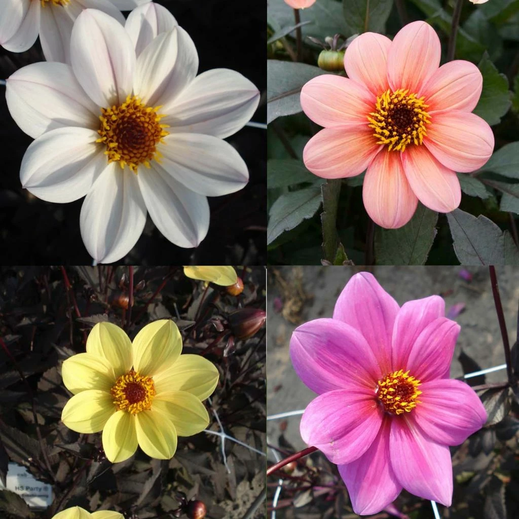 Collection Dahlias Happy Single 3 Collection Dahlias Happy Single