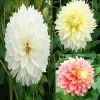 Collection Dahlias Fubuki -Promesse Fleurs Boutique collection dahlias fubiki 31427 1