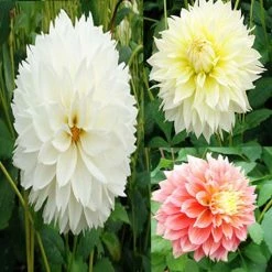 Collection Dahlias Fubuki