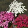 Rhodohypoxis Collection 3 X 3 -Promesse Fleurs Boutique collection rhodohypoxis 1142 1