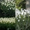 Collection 2 Mois De Tulipes Blanches -Promesse Fleurs Boutique collection tulipes blanches 68234 1