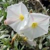 Convolvulus Cneorum - Liseron Argenté 1 Convolvulus Cneorum - Liseron Argenté -Promesse Fleurs Boutique convolvulus cneorum 7566 1