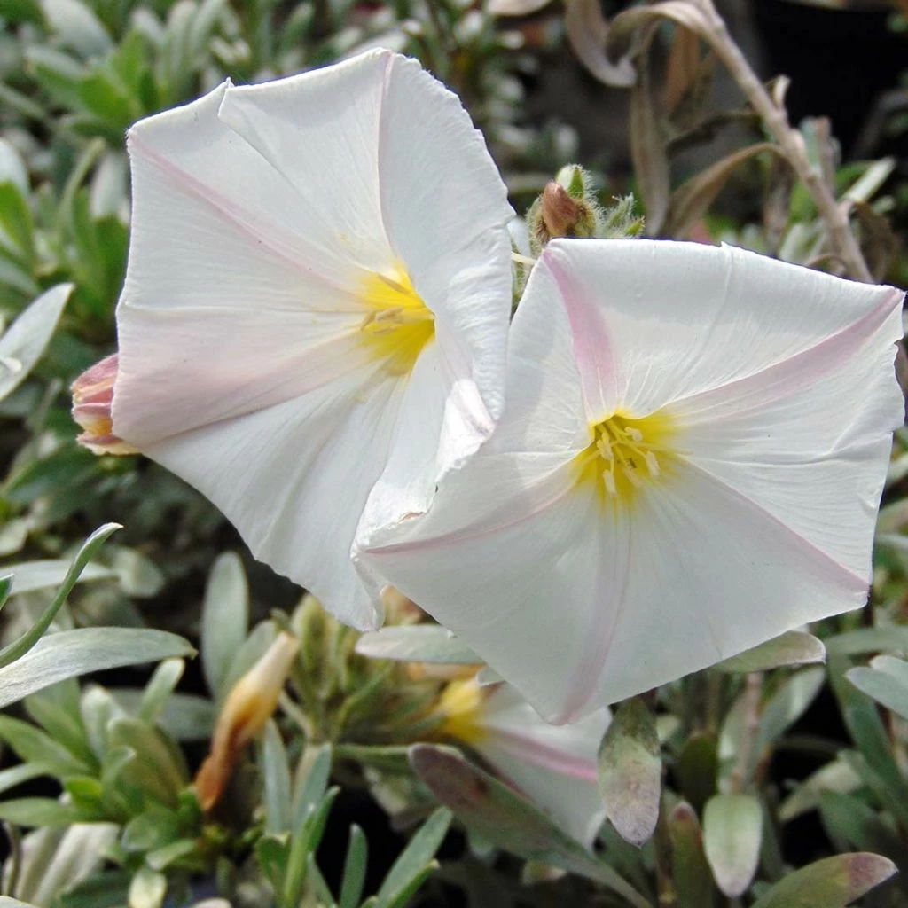 Convolvulus Cneorum - Liseron Argenté 3 Convolvulus Cneorum - Liseron Argenté