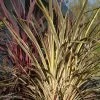 Cordyline Banksii Electric Flash - Cordyline -Promesse Fleurs Boutique cordyline banksii electric flash 100457 1