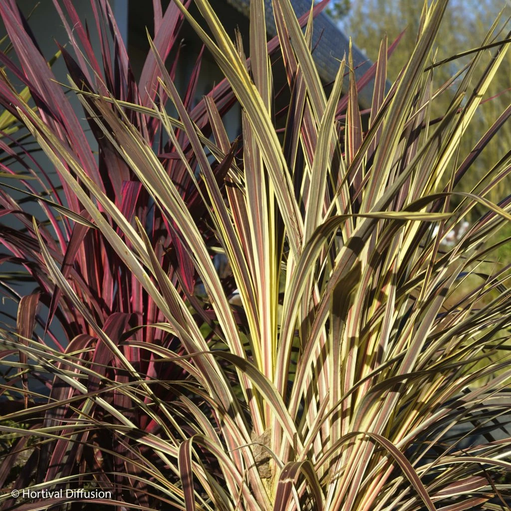 Cordyline Banksii Electric Flash - Cordyline 3 Cordyline Banksii Electric Flash - Cordyline