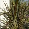 Cordyline X Banksii Electric Star 2 Cordyline X Banksii Electric Star -Promesse Fleurs Boutique cordyline x banksii electric star 100459 1